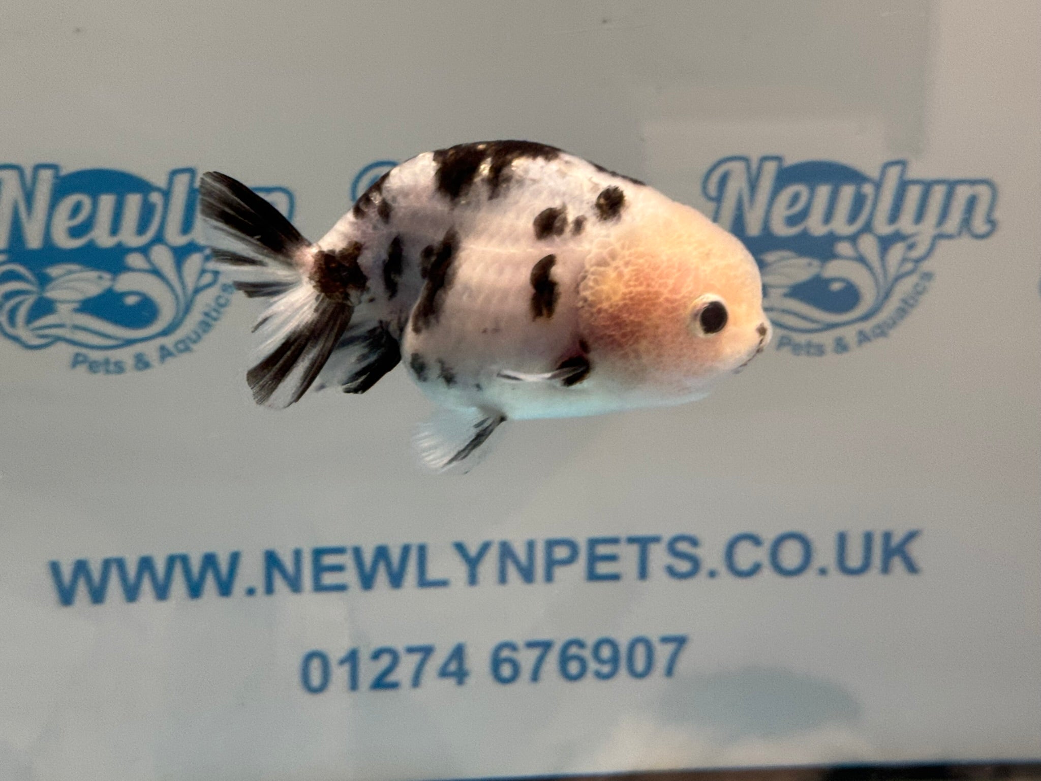 Cow Ranchu 10 - 11cm 3 Fancy Goldfish - Newlyn - pets - Newlyn - pets - 