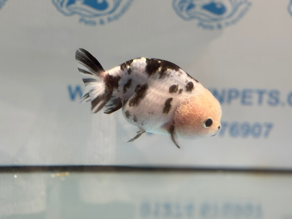 Cow Ranchu 10 - 11cm 3 Fancy Goldfish - Newlyn - pets - Newlyn - pets - 