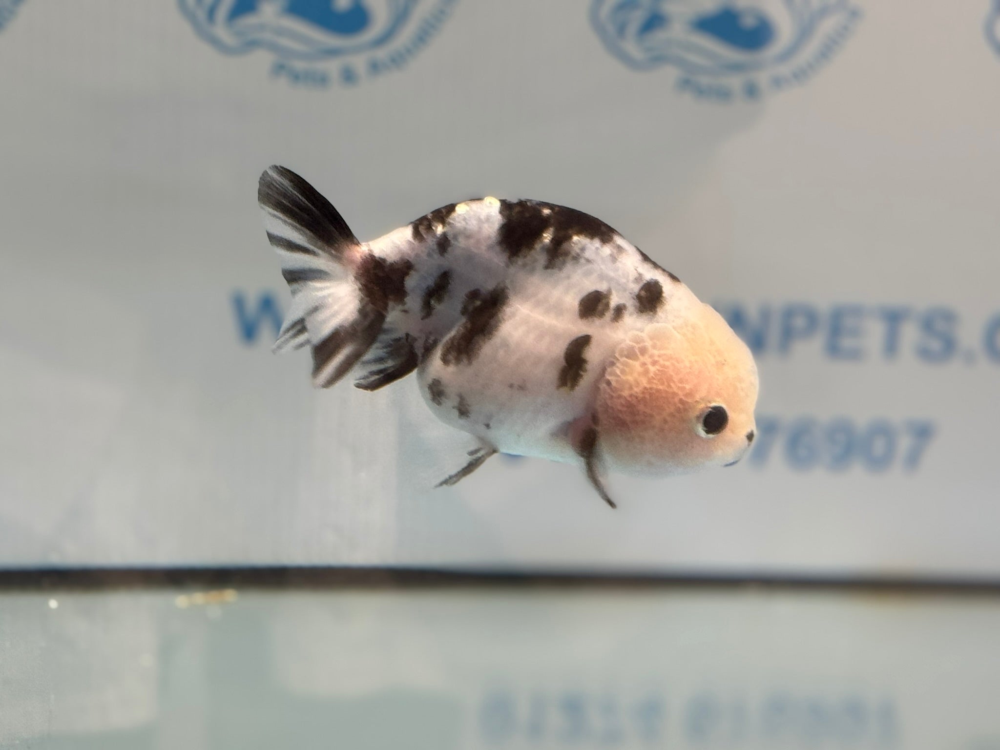 Cow Ranchu 10 - 11cm 3 Fancy Goldfish - Newlyn - pets - Newlyn - pets - 