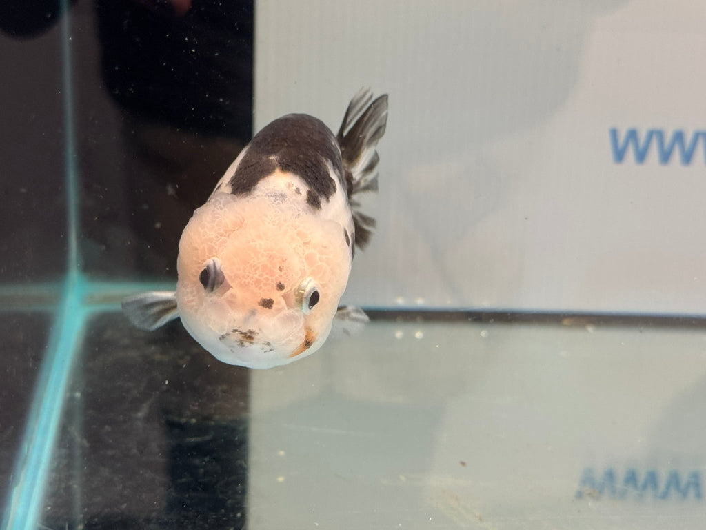 Cow Ranchu 10 - 11cm 5 Fancy Goldfish - Newlyn - pets - Newlyn - pets - 