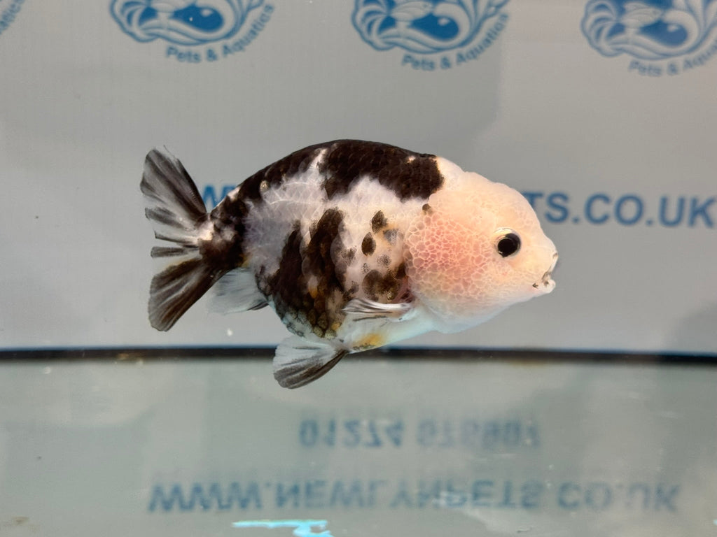 Cow Ranchu 10 - 11cm 5 Fancy Goldfish - Newlyn - pets - Newlyn - pets - 