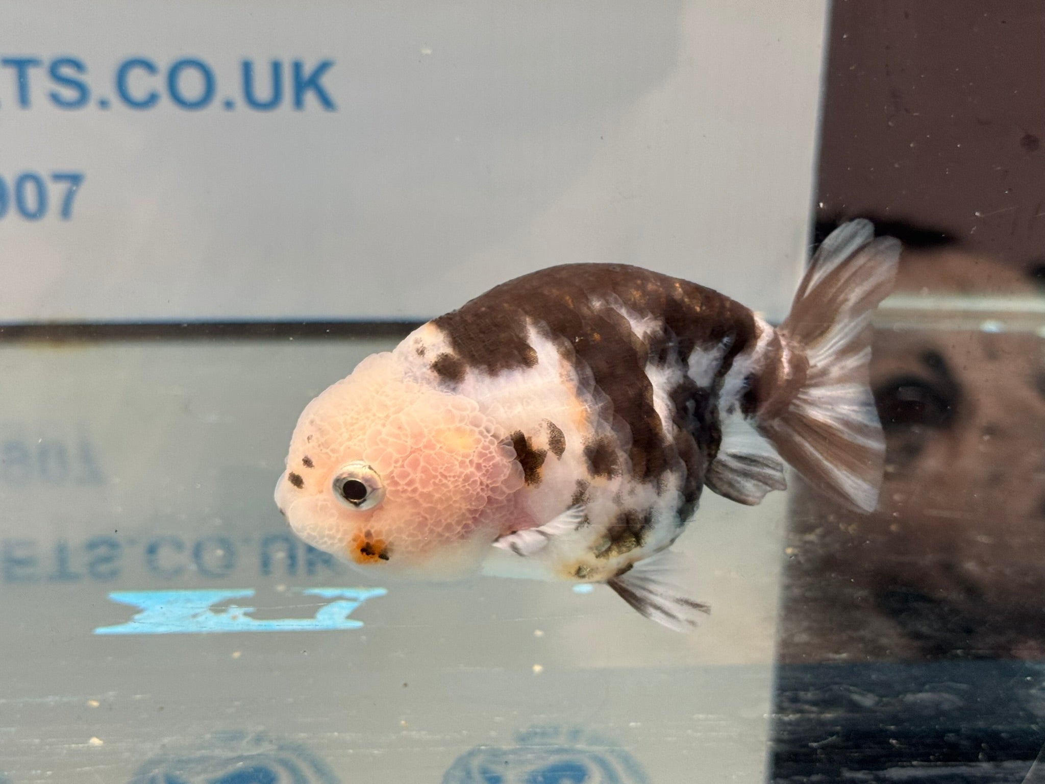 Cow Ranchu 10 - 11cm 5 Fancy Goldfish - Newlyn - pets - Newlyn - pets - 