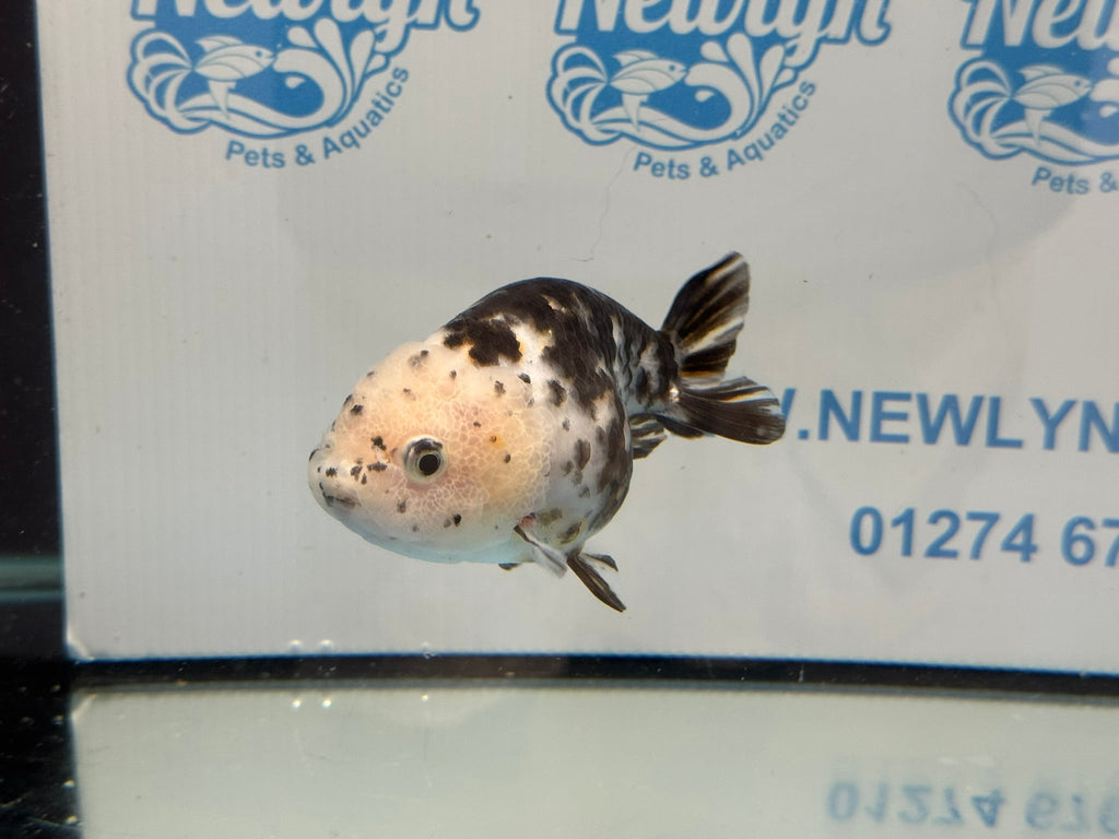 Cow Ranchu 10 - 11cm 6 Fancy Goldfish - Newlyn - pets - Newlyn - pets - 