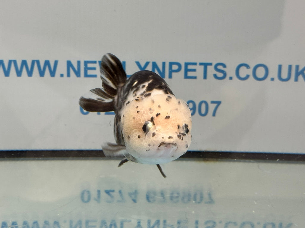 Cow Ranchu 10 - 11cm 6 Fancy Goldfish - Newlyn - pets - Newlyn - pets - 