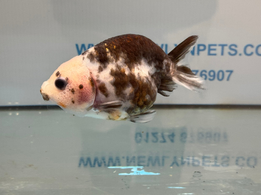 Cow Ranchu 11 - 12cm 2 Fancy Goldfish - Newlyn - pets - Newlyn - pets - 