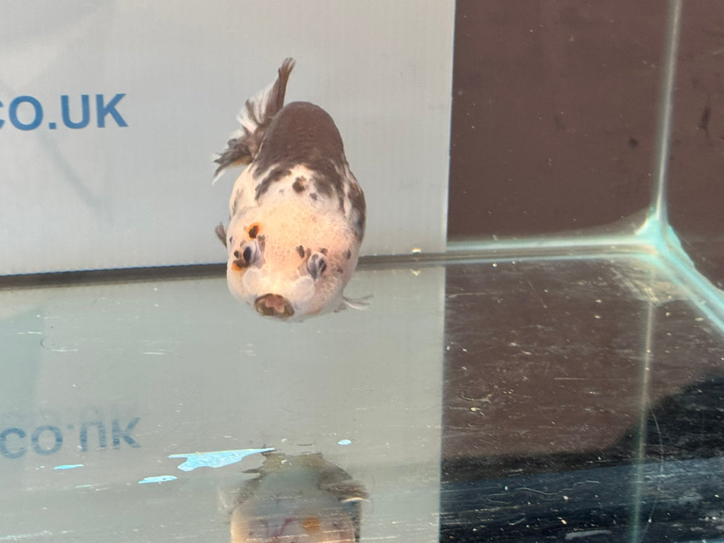 Cow Ranchu 11 - 12cm 2 Fancy Goldfish - Newlyn - pets - Newlyn - pets - 