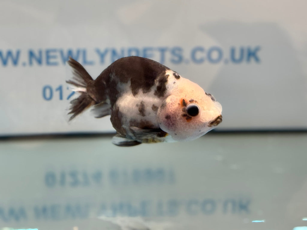 Cow Ranchu 11 - 12cm 2 Fancy Goldfish - Newlyn - pets - Newlyn - pets - 