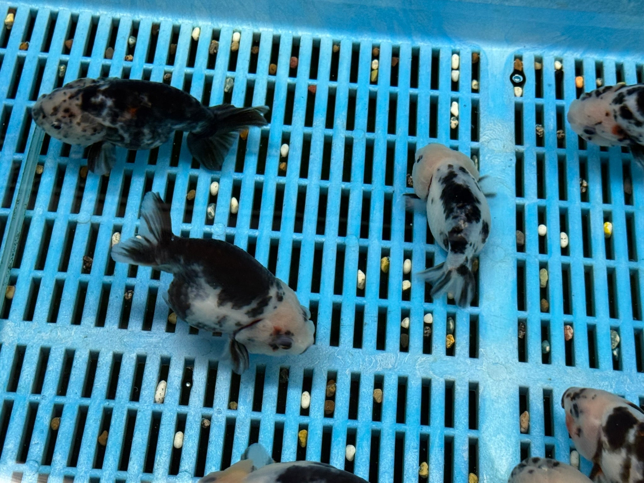 Cow Ranchu 11 - 12cm Fancy Goldfish - Newlyn - pets - Newlyn - pets - 