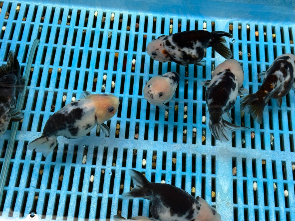 Cow Ranchu 11 - 12cm Fancy Goldfish - Newlyn - pets - Newlyn - pets - 