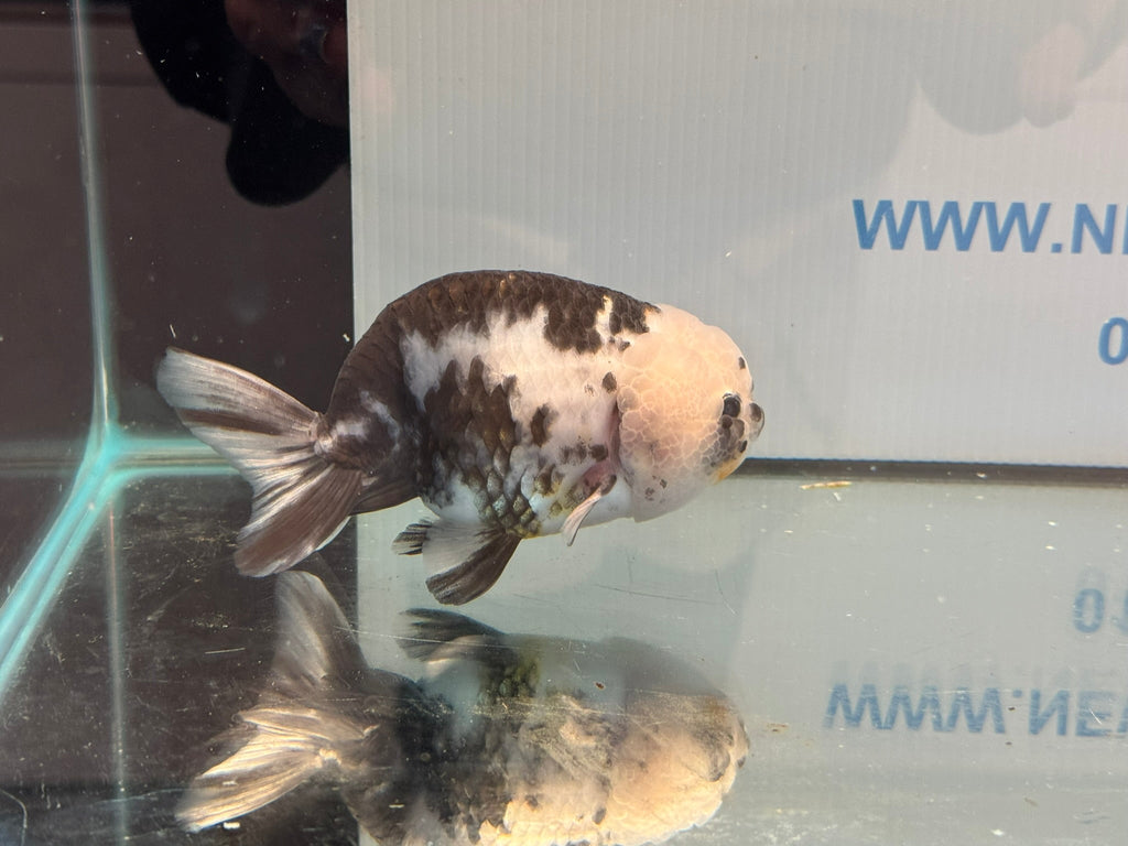 Cow Ranchu 12 - 13cm 1 Fancy Goldfish - Newlyn - pets - Newlyn - pets - 