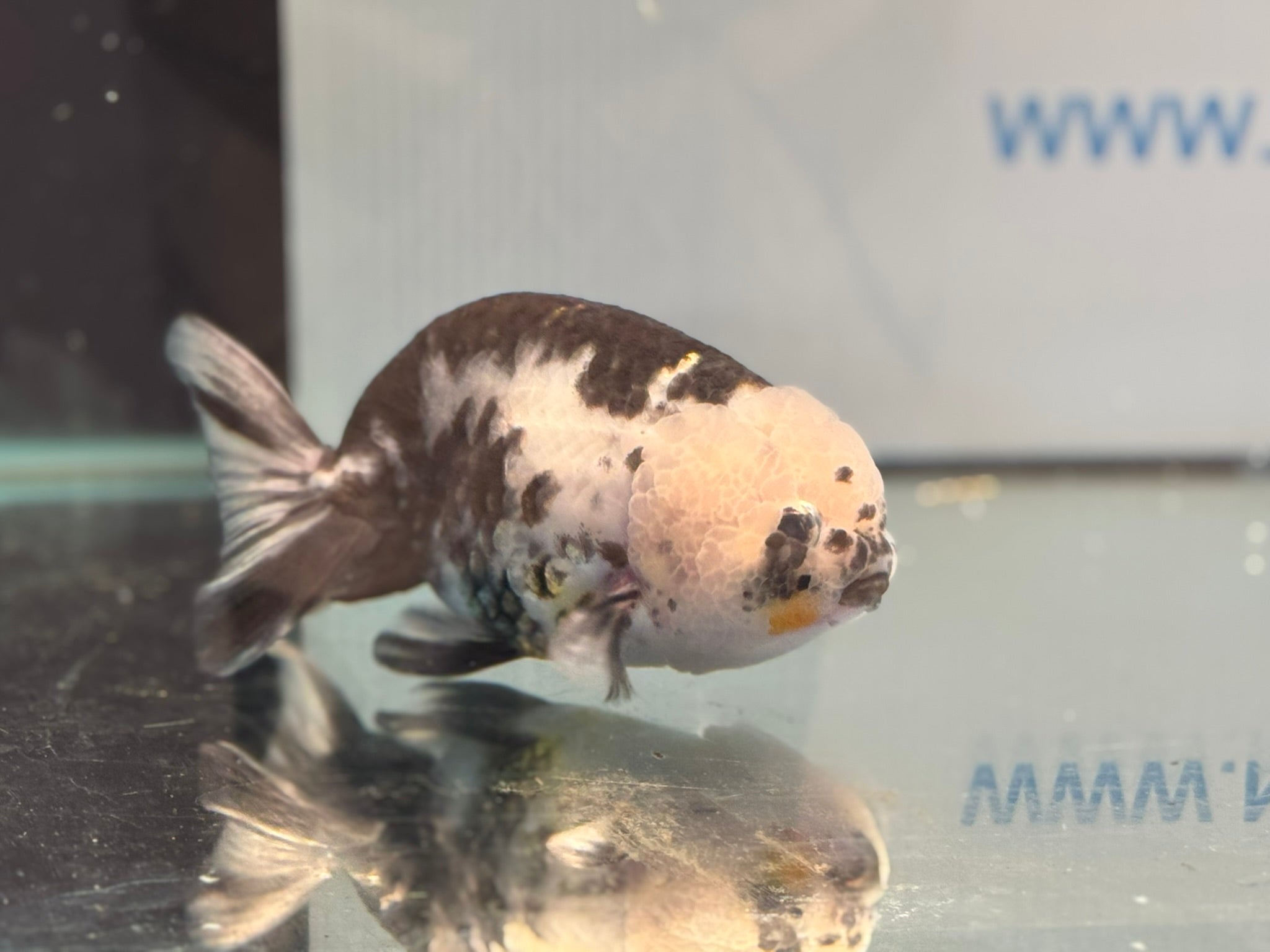 Cow Ranchu 12 - 13cm 1 Fancy Goldfish - Newlyn - pets - Newlyn - pets - 