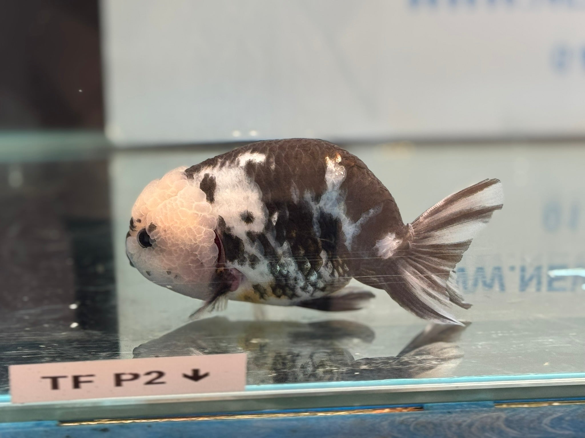 Cow Ranchu 12 - 13cm 1 Fancy Goldfish - Newlyn - pets - Newlyn - pets - 