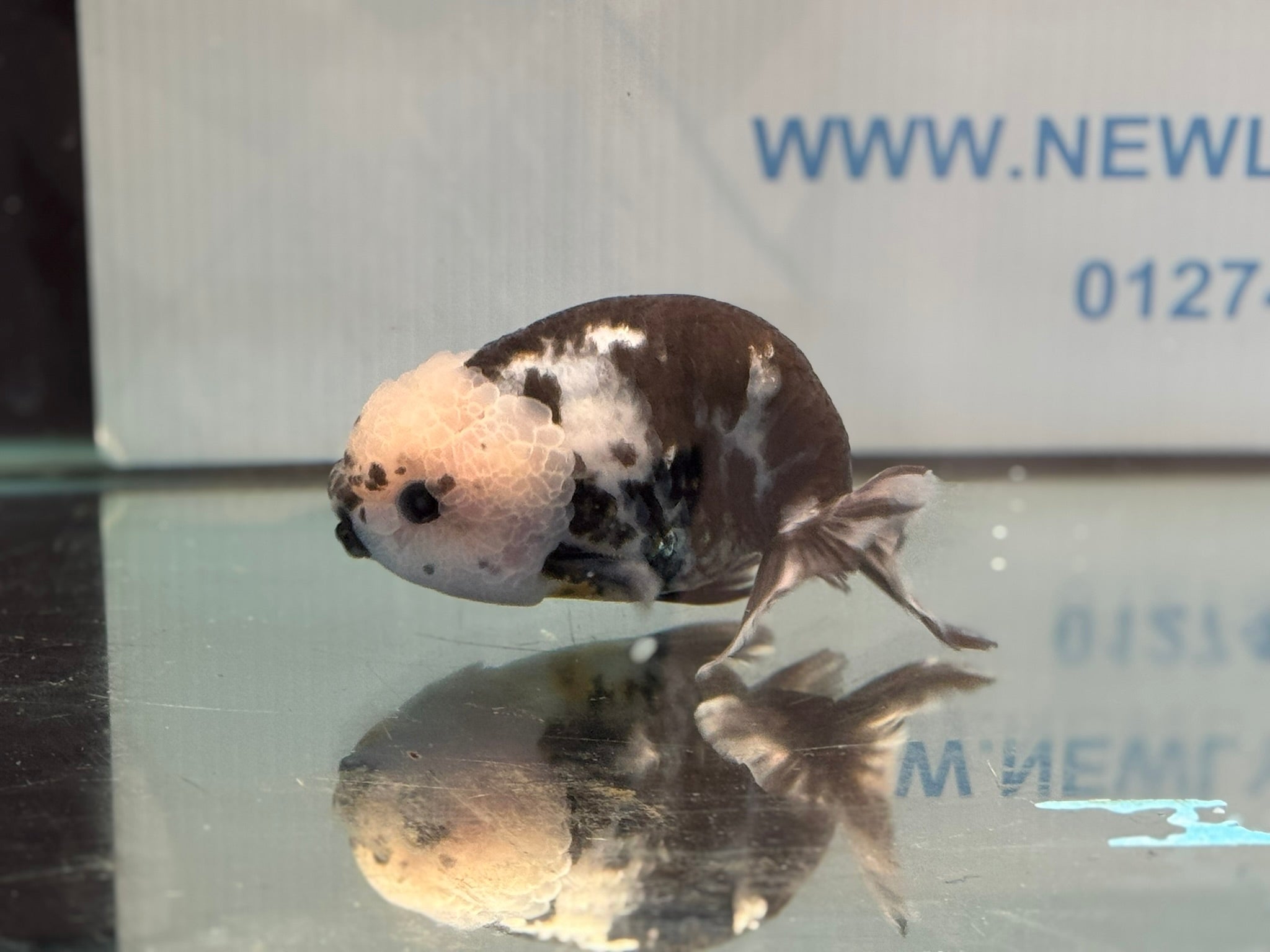 Cow Ranchu 12 - 13cm 1 Fancy Goldfish - Newlyn - pets - Newlyn - pets - 