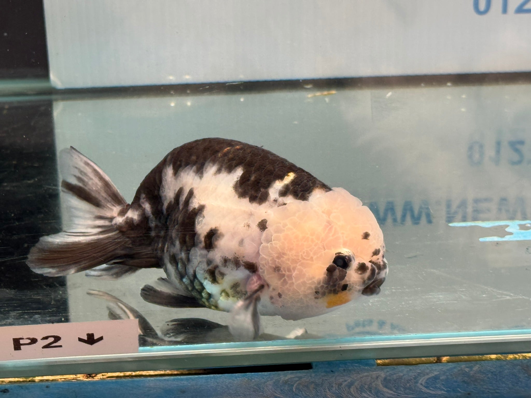 Cow Ranchu 12 - 13cm 1 Fancy Goldfish - Newlyn - pets - Newlyn - pets - 