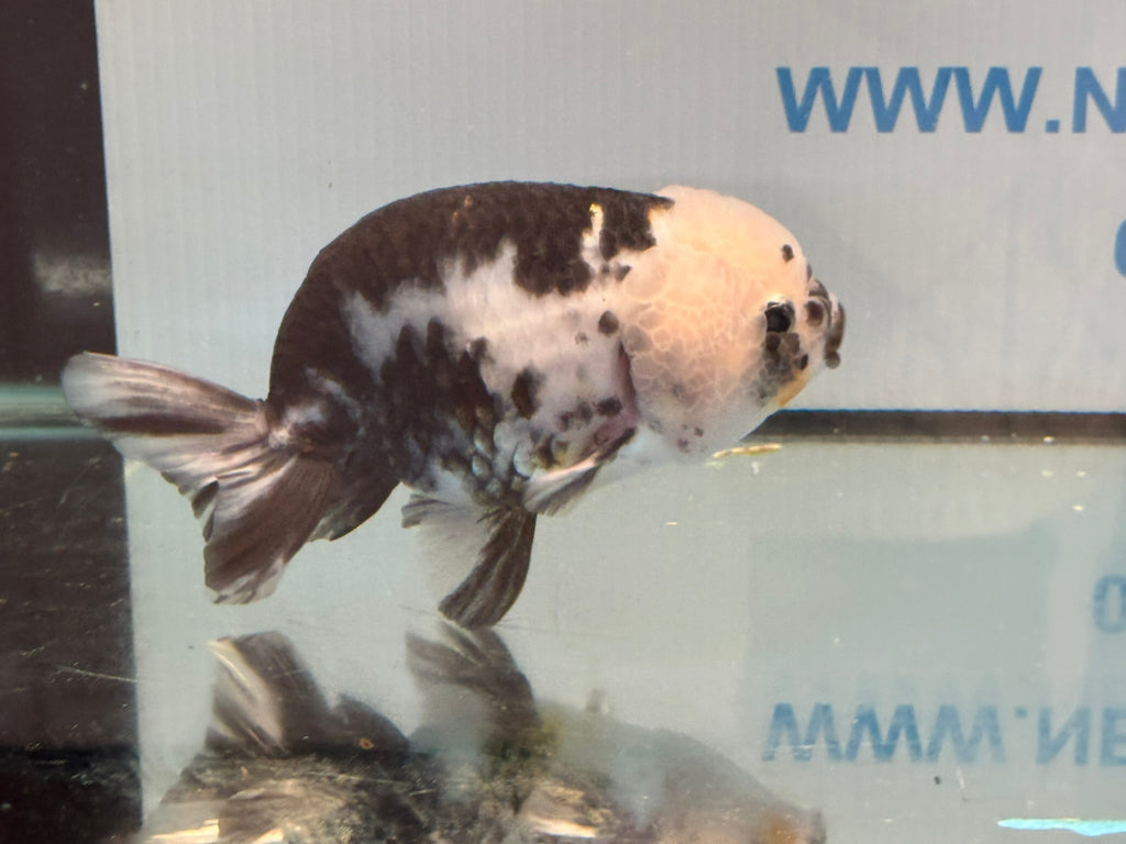 Cow Ranchu 12 - 13cm 1 Fancy Goldfish - Newlyn - pets - Newlyn - pets - 