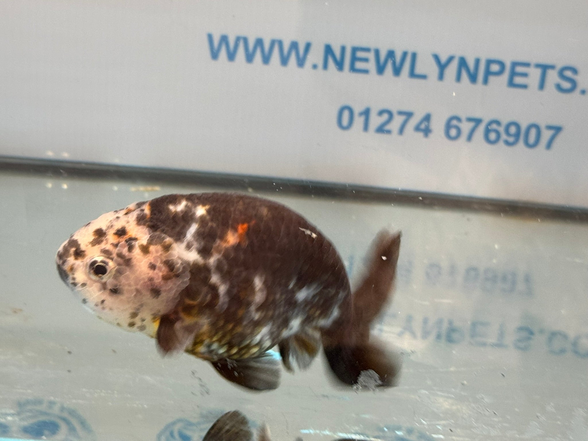 Cow Ranchu 12 - 13cm 7 Fancy Goldfish - Newlyn - pets - Newlyn - pets - 