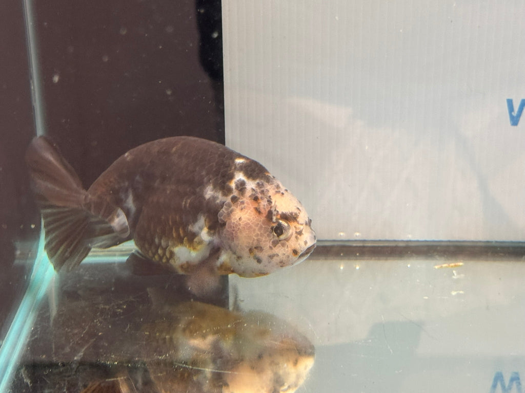 Cow Ranchu 12 - 13cm 7 Fancy Goldfish - Newlyn - pets - Newlyn - pets - 