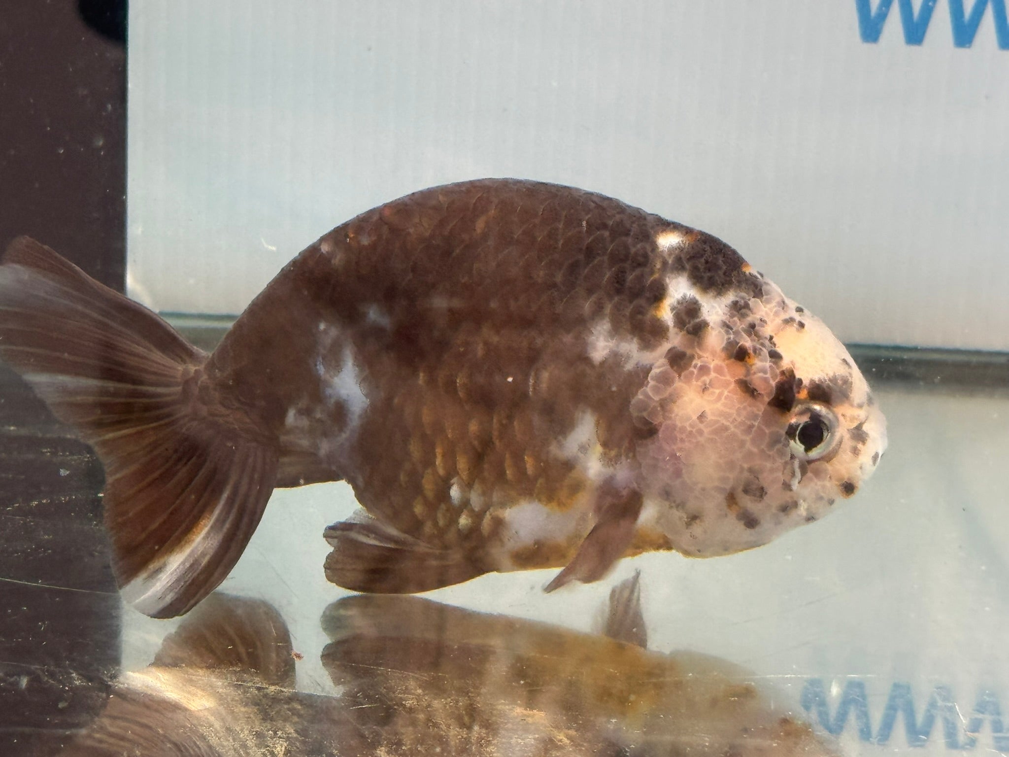 Cow Ranchu 12 - 13cm 7 Fancy Goldfish - Newlyn - pets - Newlyn - pets - 