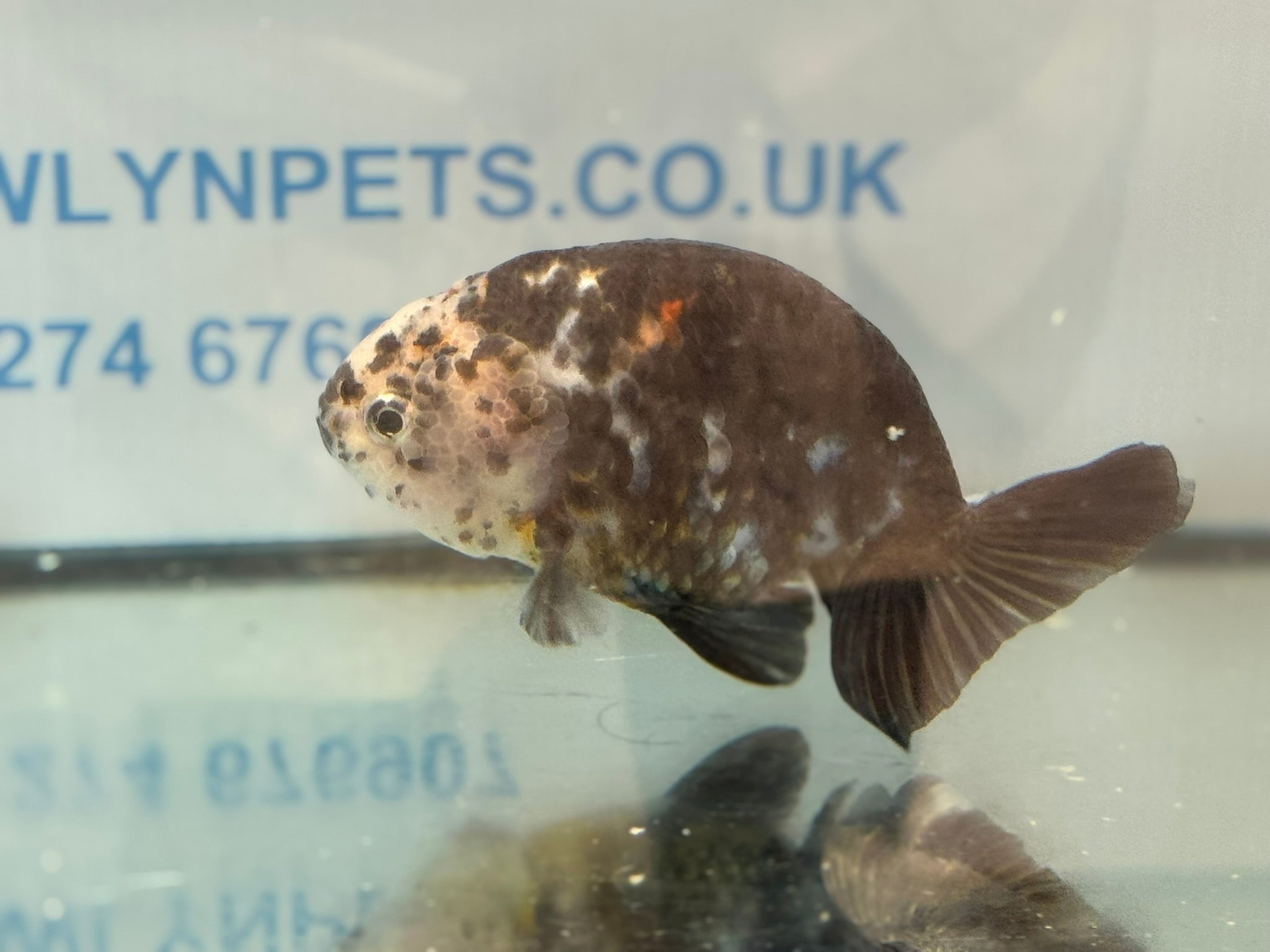 Cow Ranchu 12 - 13cm 7 Fancy Goldfish - Newlyn - pets - Newlyn - pets - 