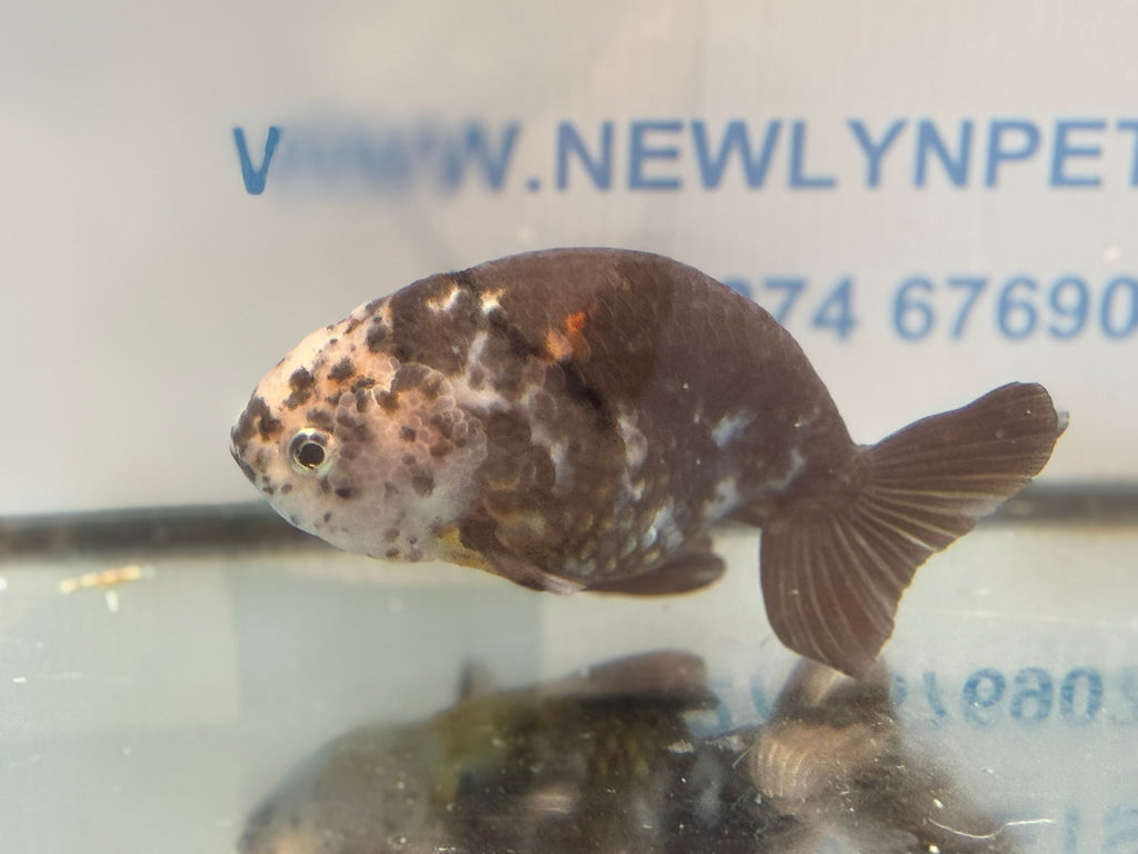 Cow Ranchu 12 - 13cm 7 Fancy Goldfish - Newlyn - pets - Newlyn - pets - 