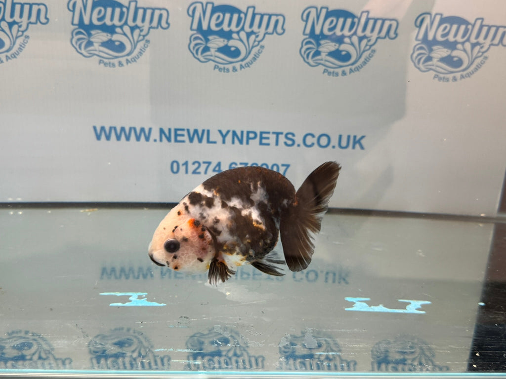Cow Ranchu 12cm 4 Fancy Goldfish - Newlyn - pets - Newlyn - pets - 