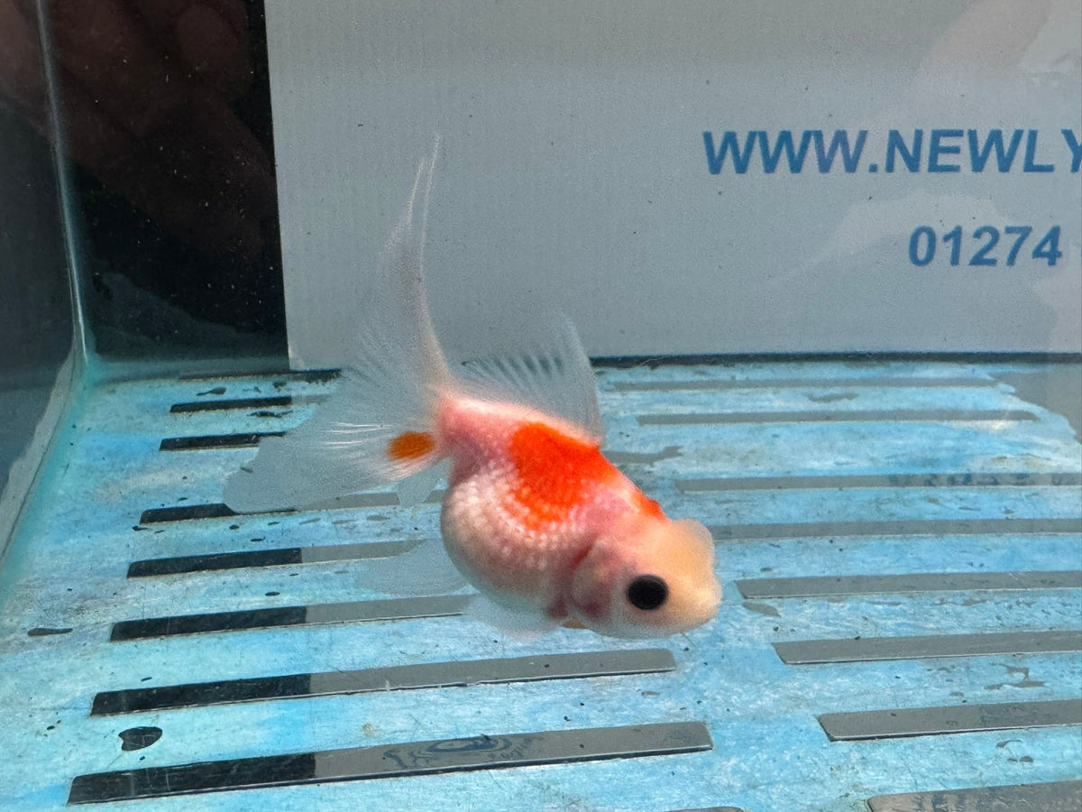 Crown Pearlscale 6-7cm Chinese Fancy Goldfish (BF11C) - Newlyn-pets - Newlyn-pets - 
