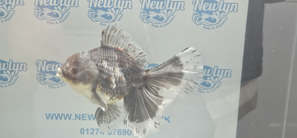 Jumbo Oranda 19-20cm  (Fish in photo)