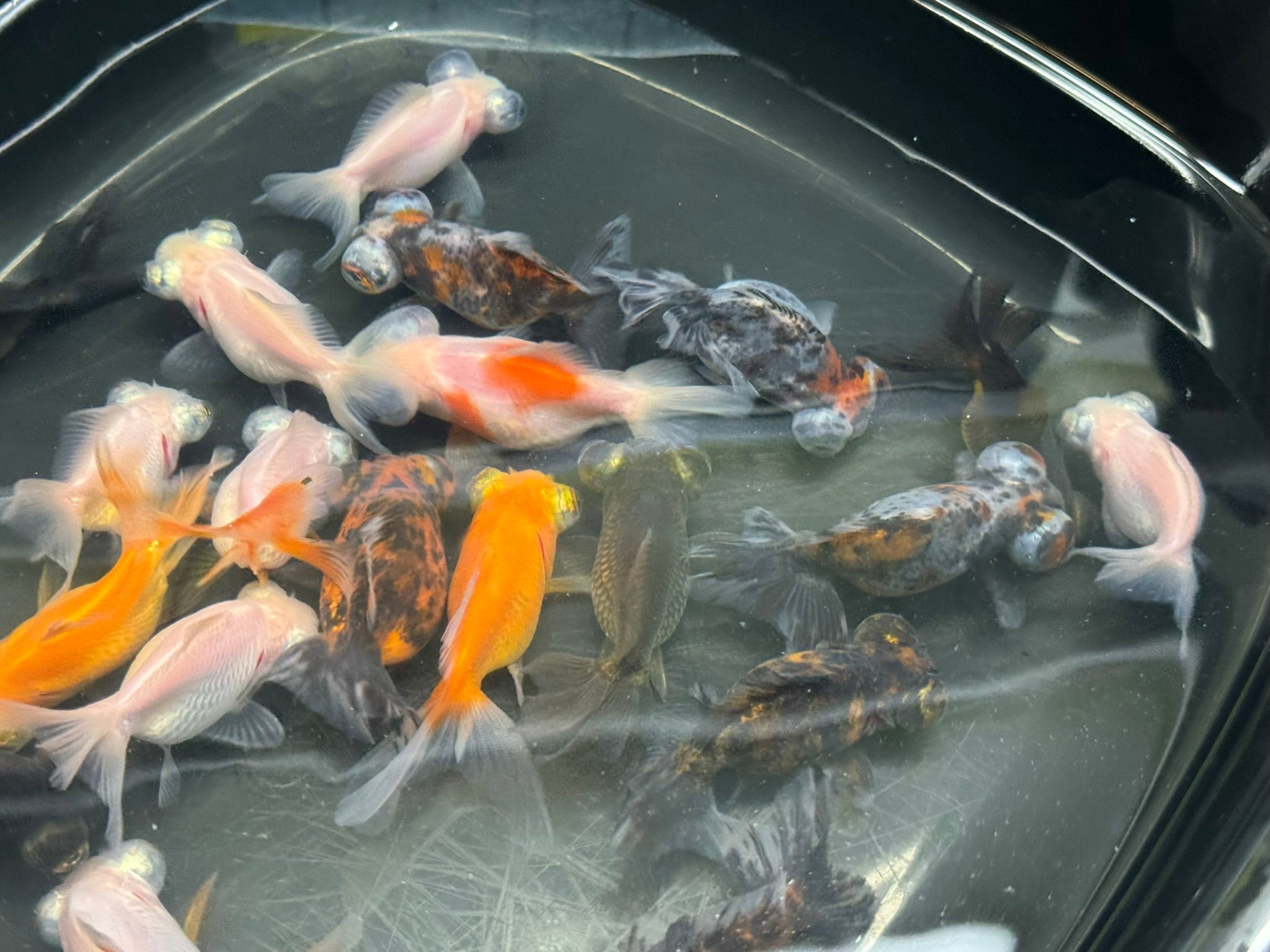 Demekin Fancy Goldfish 5 - 6cm (Picked at random) (BF11A) - Newlyn - pets - Newlyn - pets - 