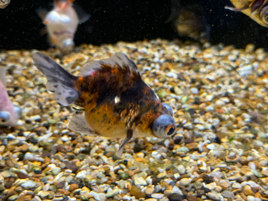 Demekin Fancy Goldfish 5 - 6cm (Picked at random) (BF11A) - Newlyn - pets - Newlyn - pets - 