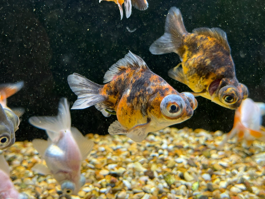 Demekin Fancy Goldfish 5 - 6cm (Picked at random) (BF11A) - Newlyn - pets - Newlyn - pets - 