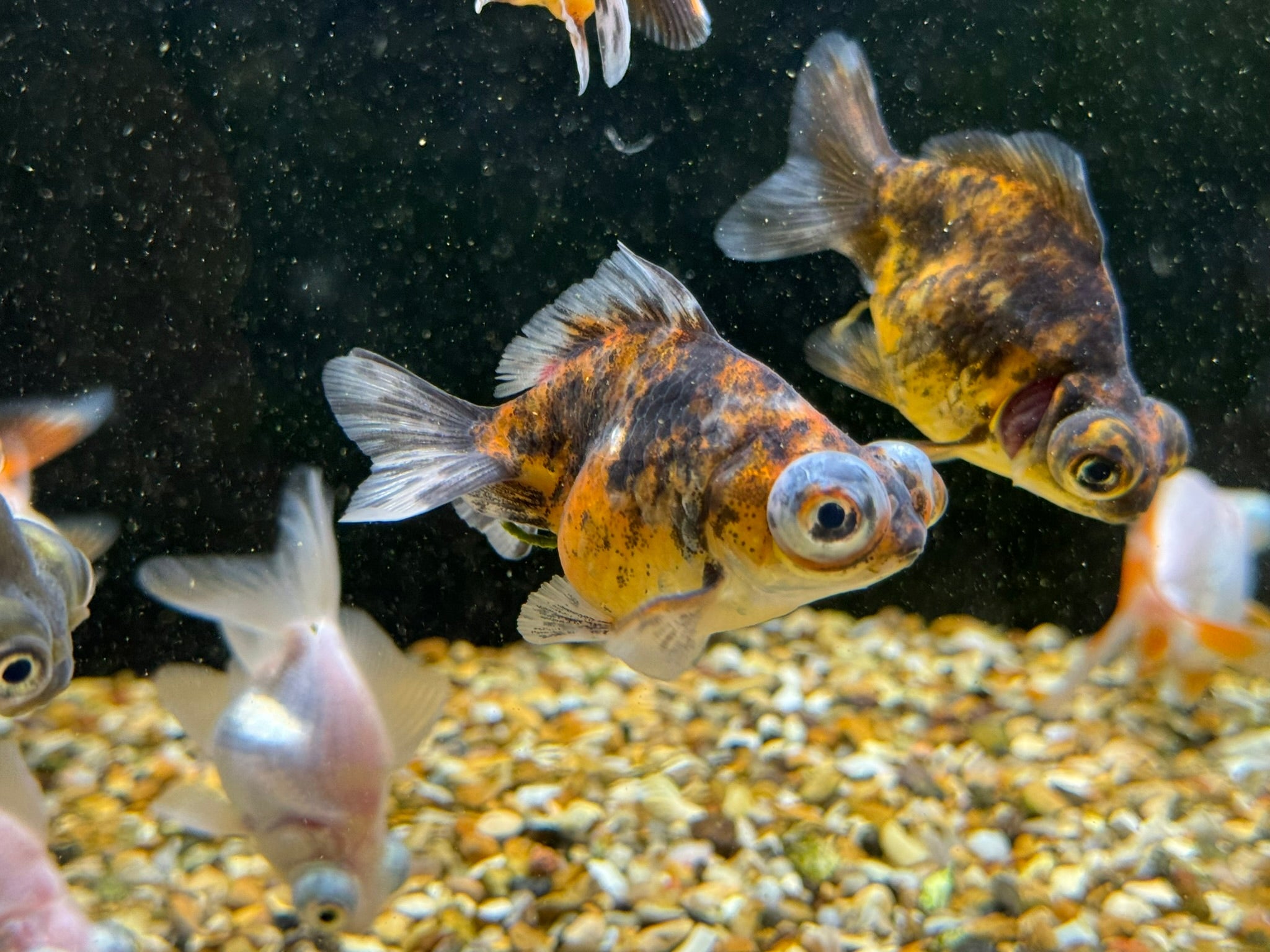 Demekin Fancy Goldfish 5 - 6cm (Picked at random) (BF11A) - Newlyn - pets - Newlyn - pets - 