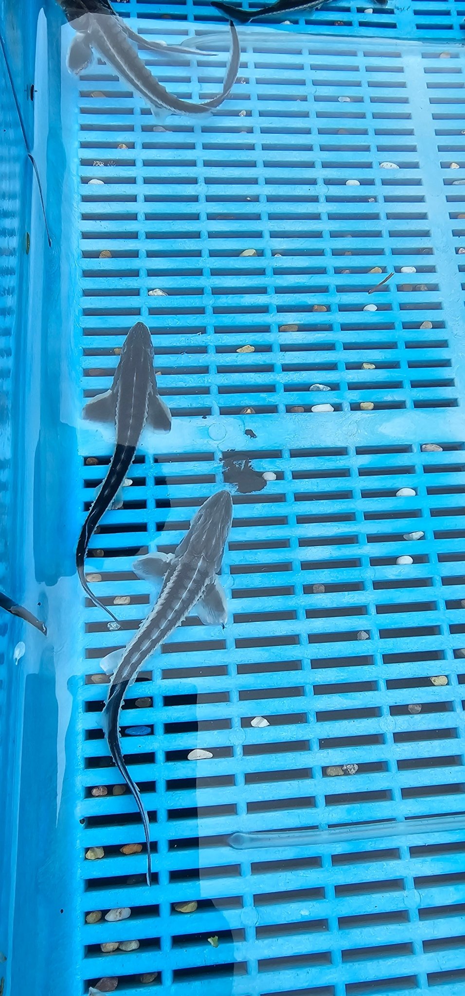 Diamond Back Sturgeon 6 - 8" Live Fish - Newlyn - pets - Newlyn - pets - 