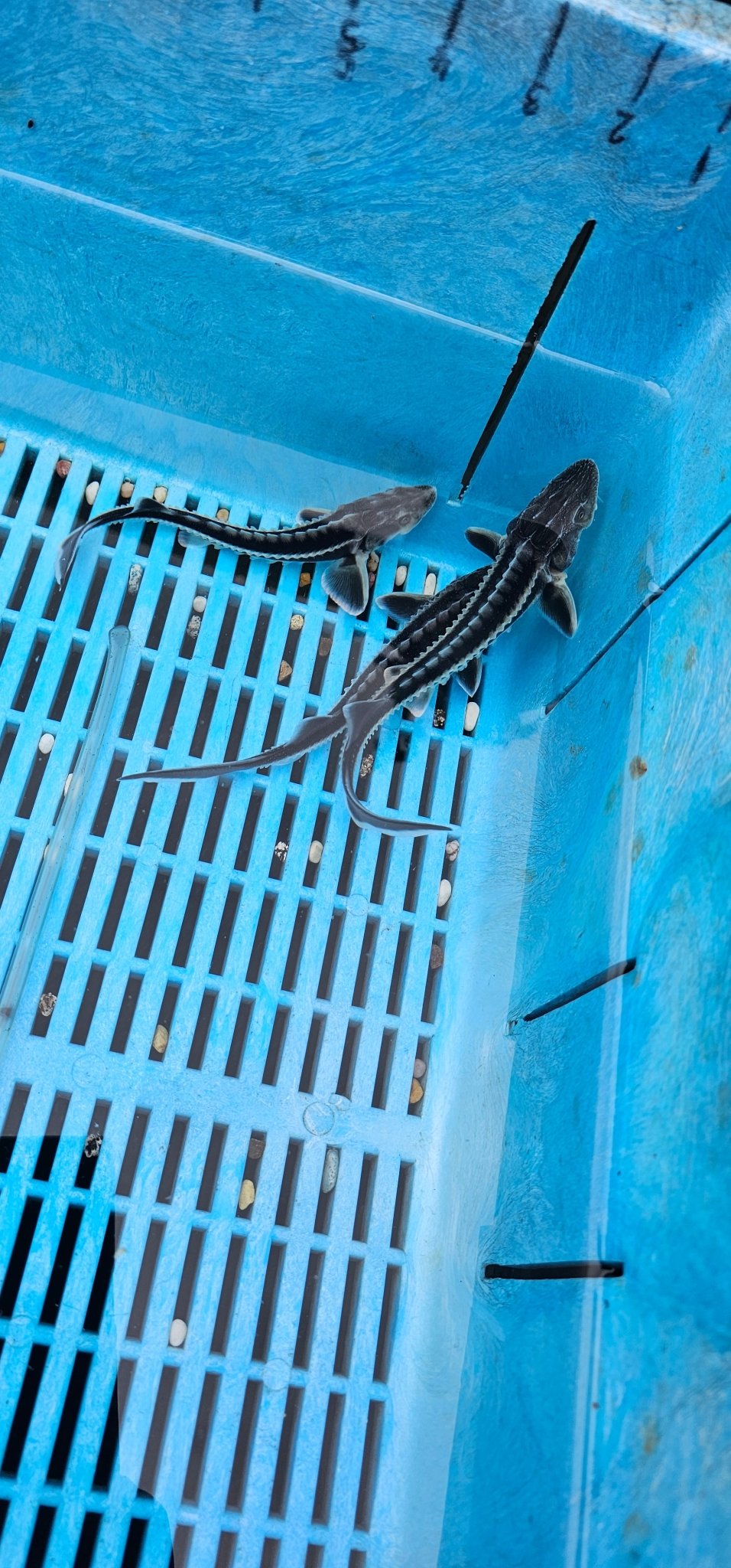 Diamond Back Sturgeon 6 - 8" Live Fish - Newlyn - pets - Newlyn - pets - 