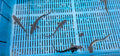 Diamond Back Sturgeon 6 - 8" Live Fish - Newlyn - pets - Newlyn - pets - 