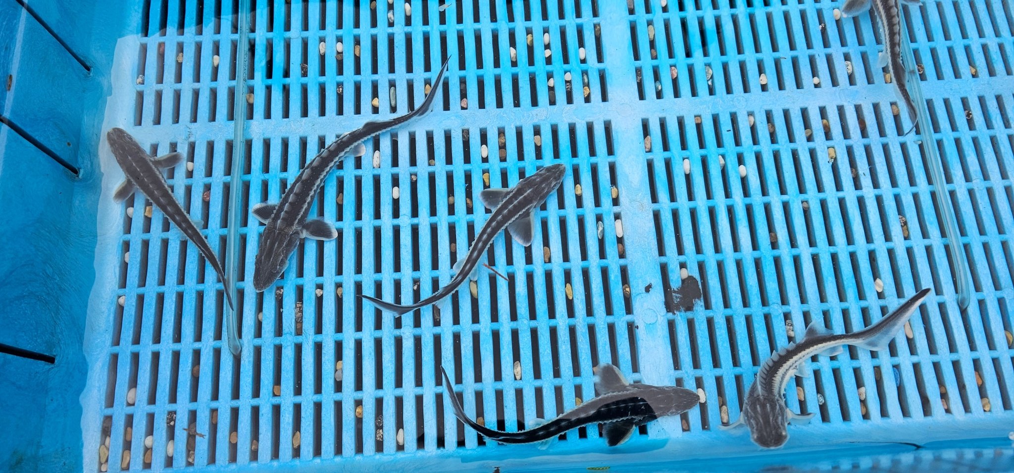 Diamond Back Sturgeon 6 - 8" Live Fish - Newlyn - pets - Newlyn - pets - 