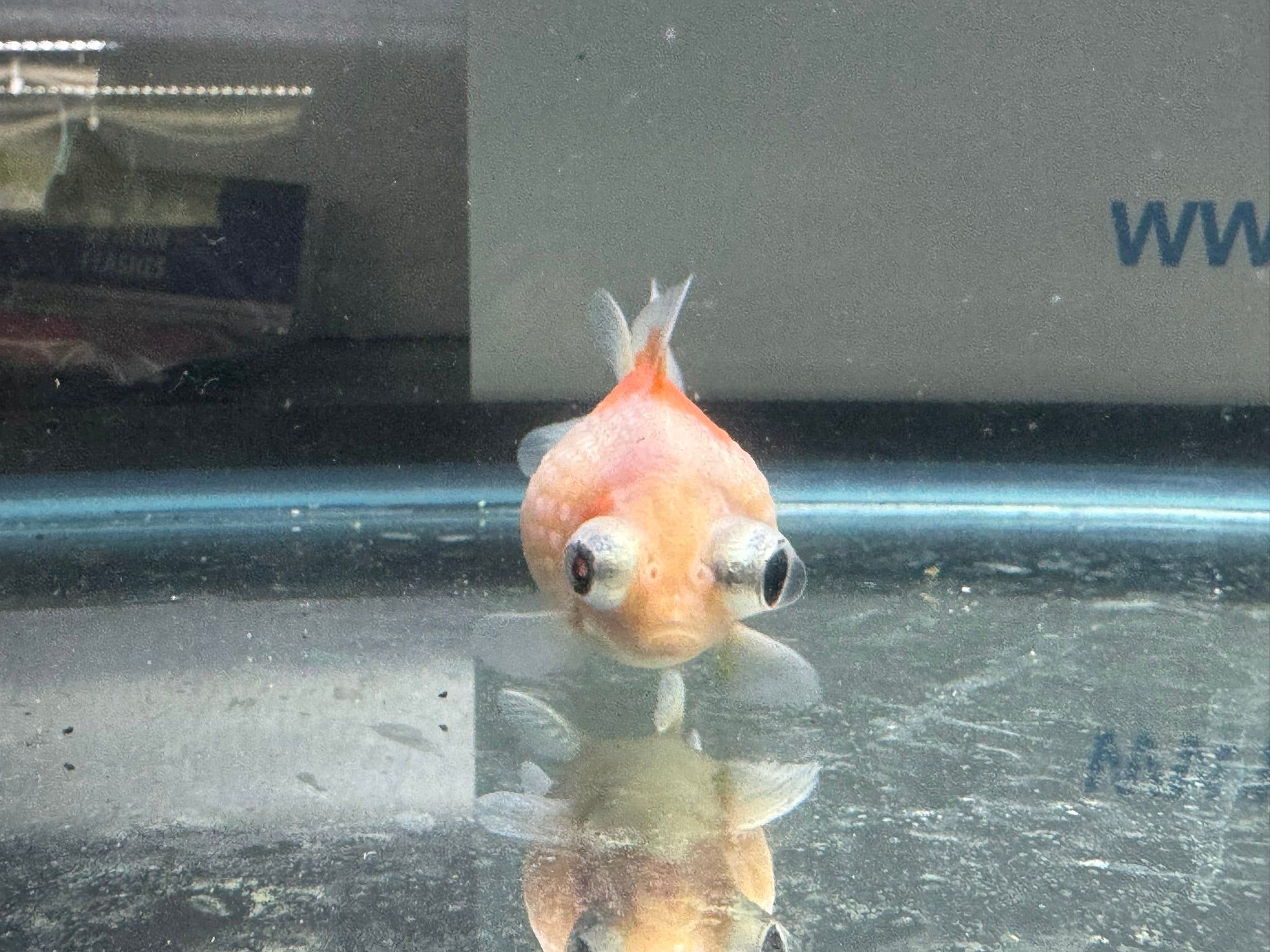 Dragon Eye Pearlscale 6 - 7cm Fancy Goldfish (BF11C) - Newlyn - pets - Newlyn - pets - 