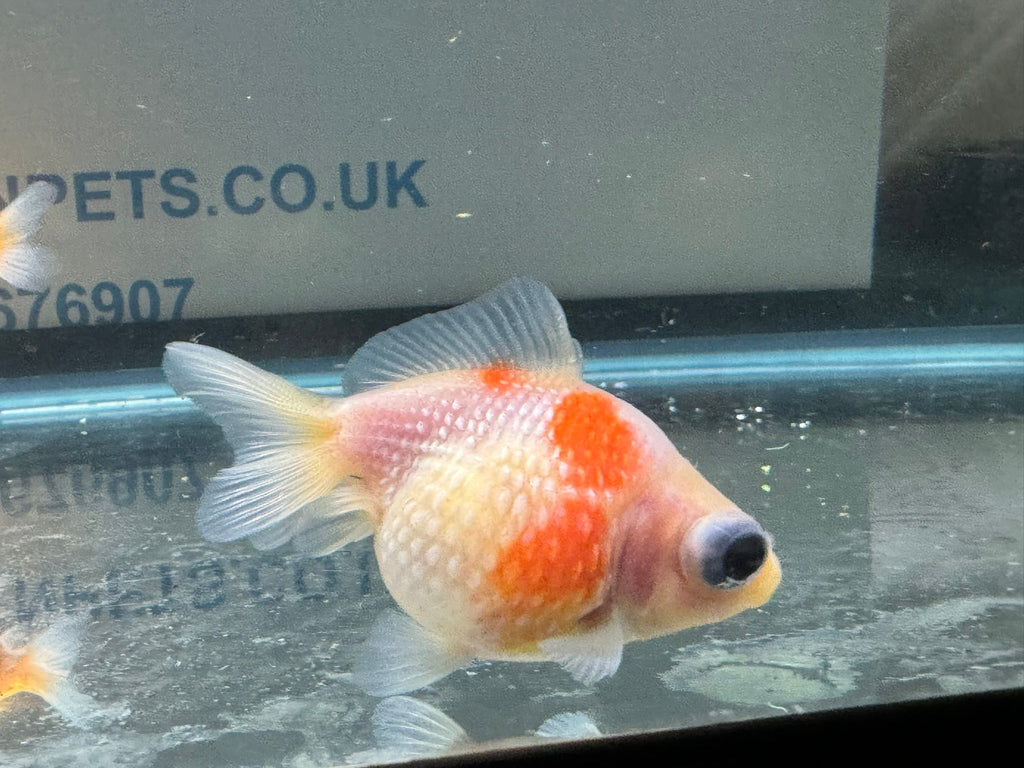 Dragon Eye Pearlscale 6 - 7cm Fancy Goldfish (BF11C) - Newlyn - pets - Newlyn - pets - 
