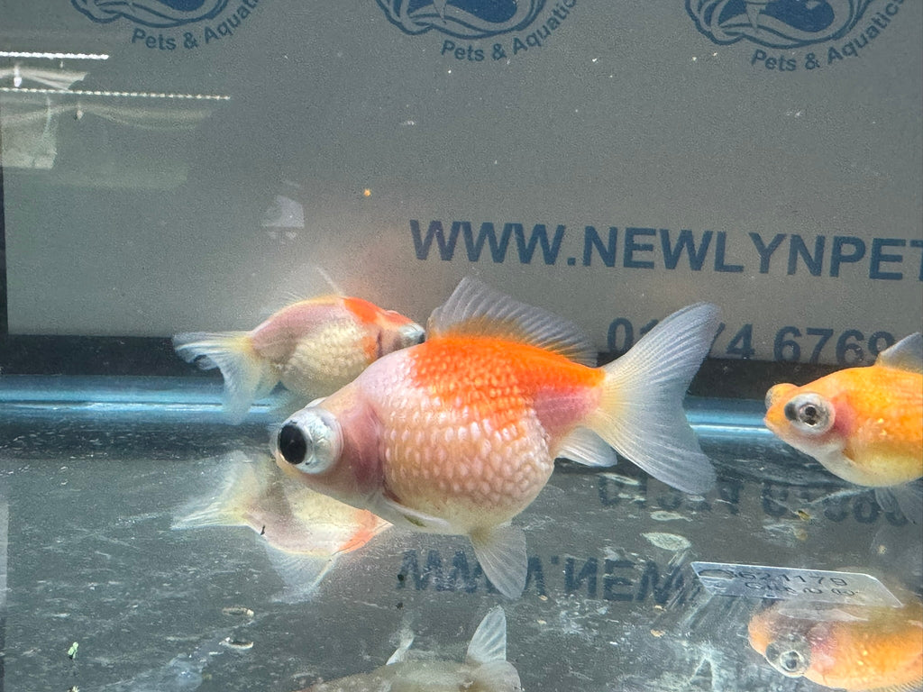 Dragon Eye Pearlscale 6 - 7cm Fancy Goldfish (BF11C) - Newlyn - pets - Newlyn - pets - 
