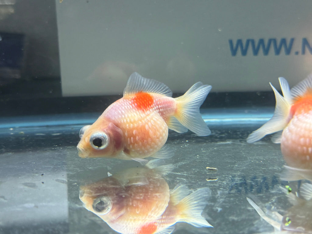 Dragon Eye Pearlscale 6 - 7cm Fancy Goldfish (BF11C) - Newlyn - pets - Newlyn - pets - 
