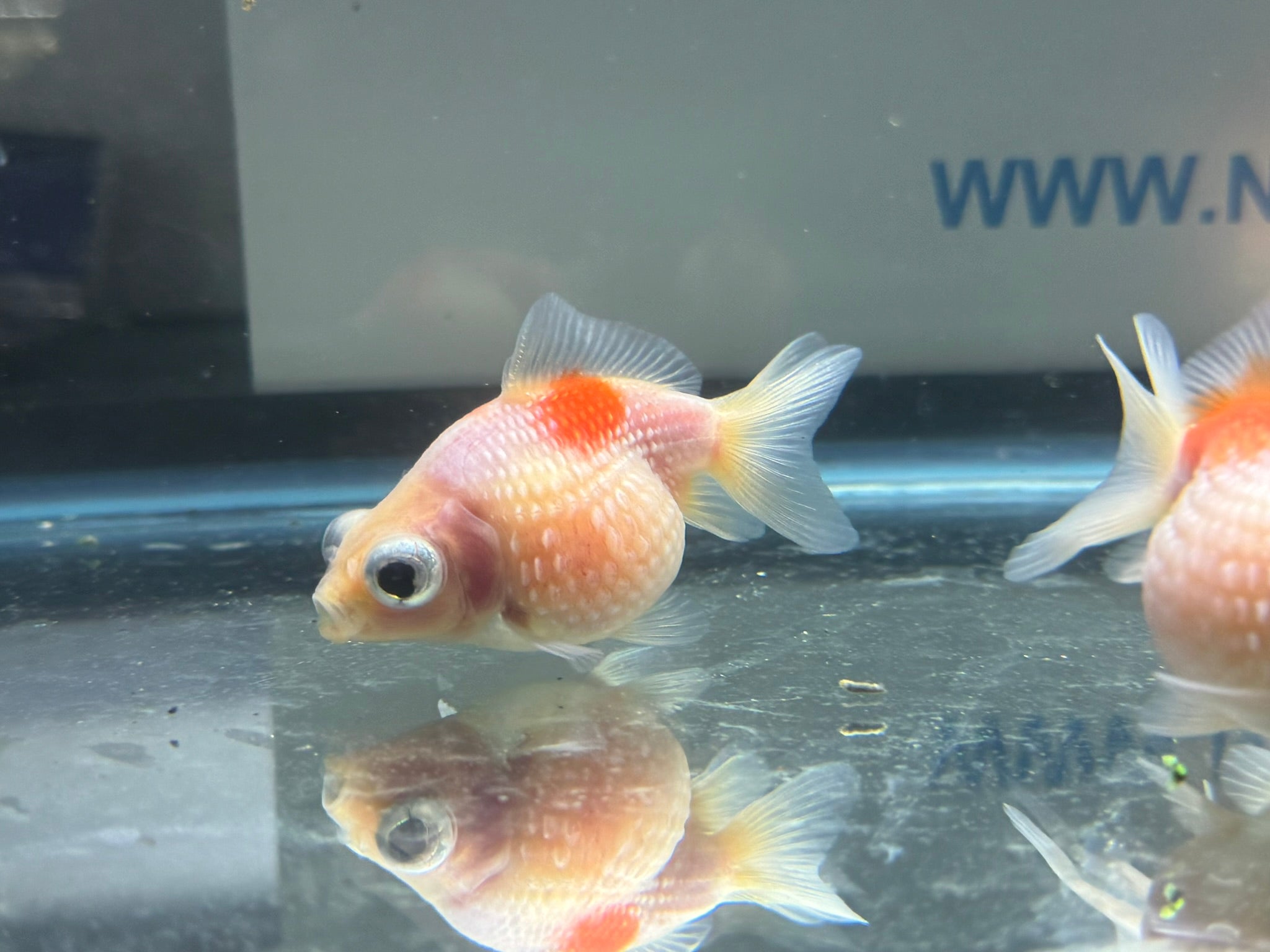 Dragon Eye Pearlscale 6 - 7cm Fancy Goldfish (BF11C) - Newlyn - pets - Newlyn - pets - 