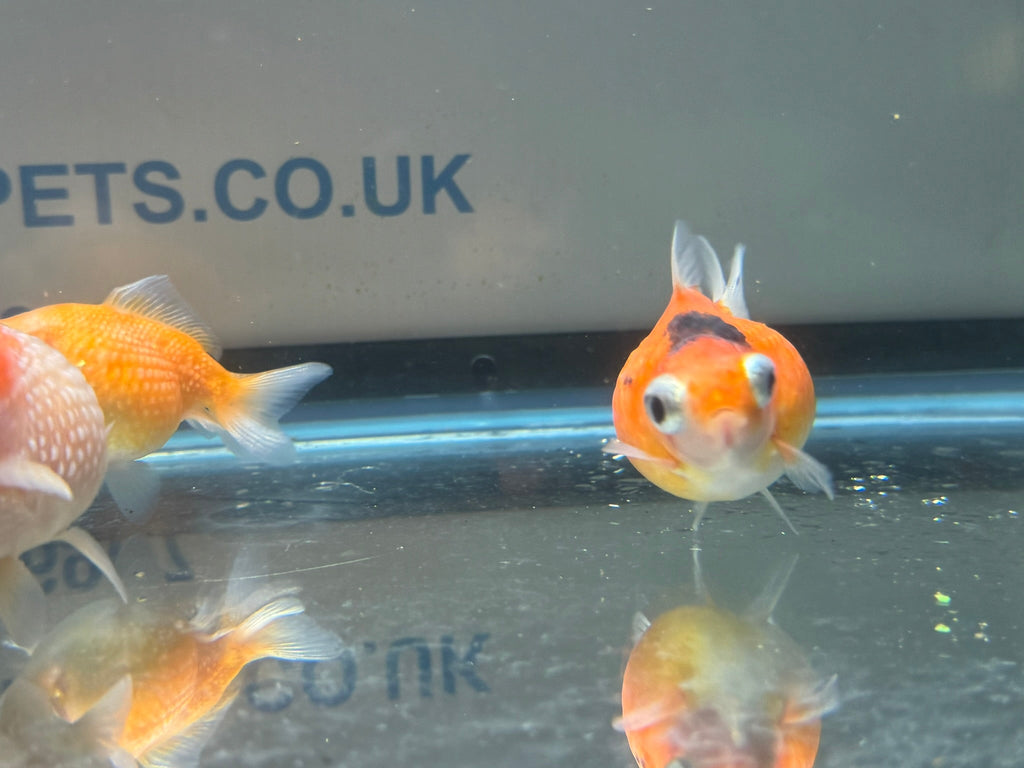 Dragon Eye Pearlscale 6 - 7cm Fancy Goldfish (BF11C) - Newlyn - pets - Newlyn - pets - 