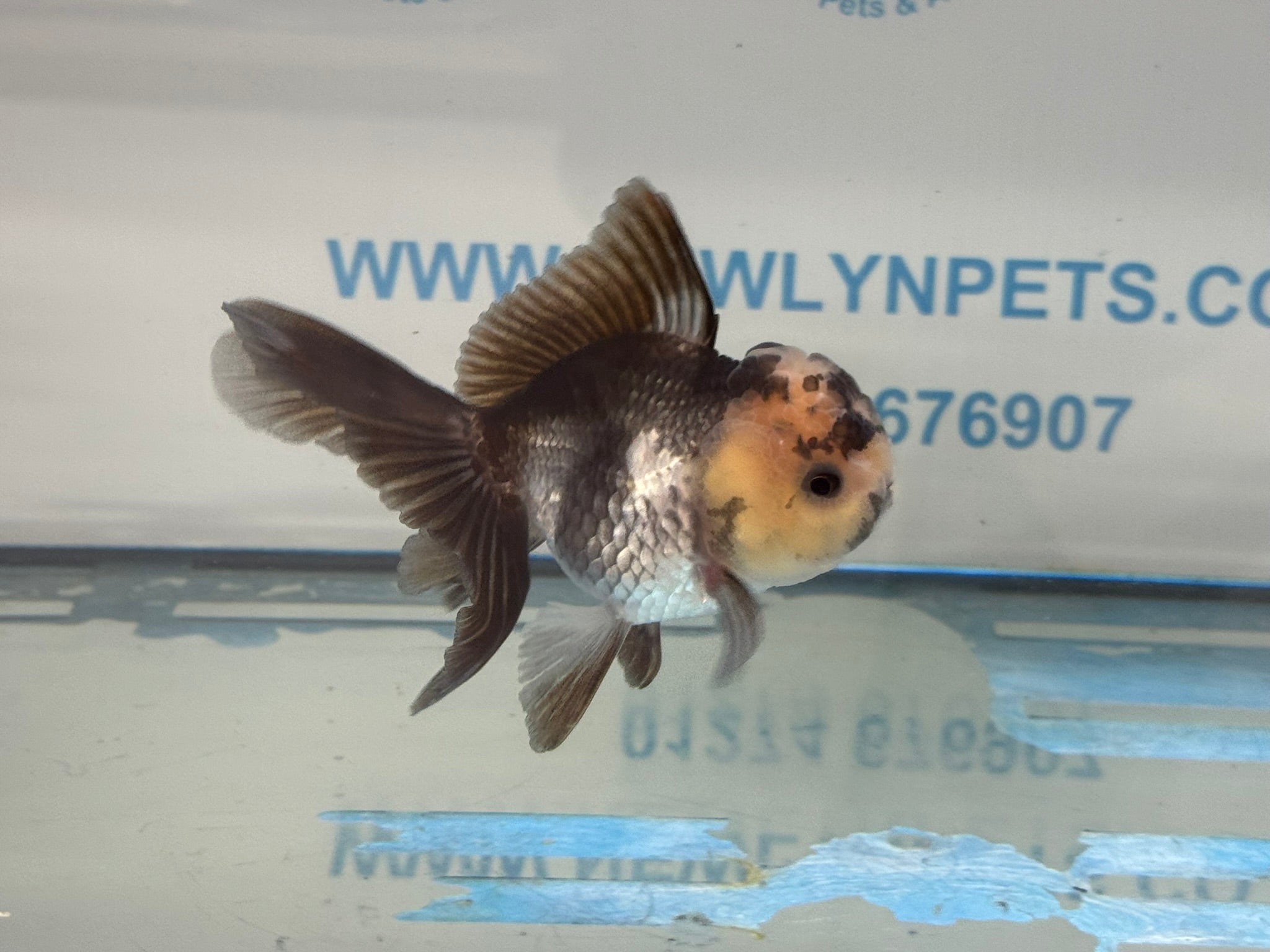 Elite Panda Oranda 9 - 10cm - Newlyn - pets - Newlyn - pets - 