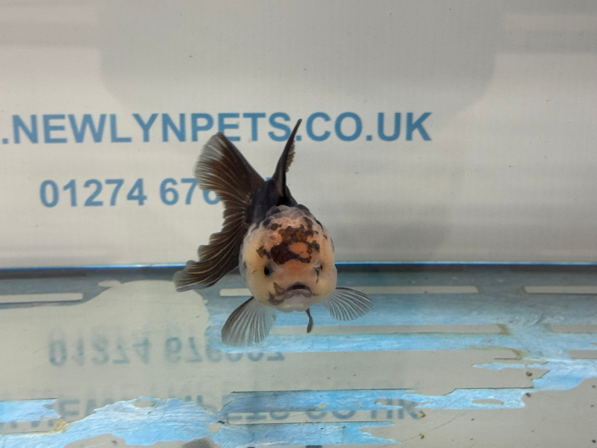 Elite Panda Oranda 9 - 10cm - Newlyn - pets - Newlyn - pets - 