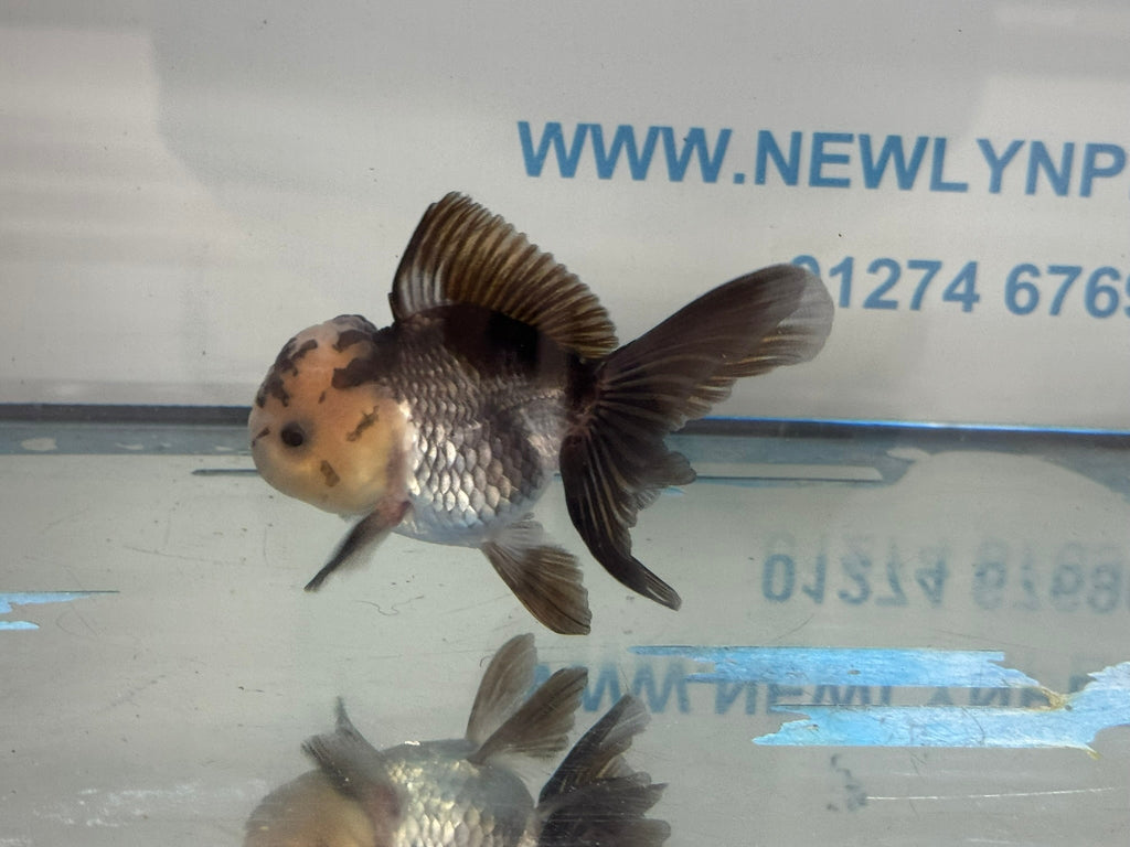 Elite Panda Oranda 9 - 10cm - Newlyn - pets - Newlyn - pets - 