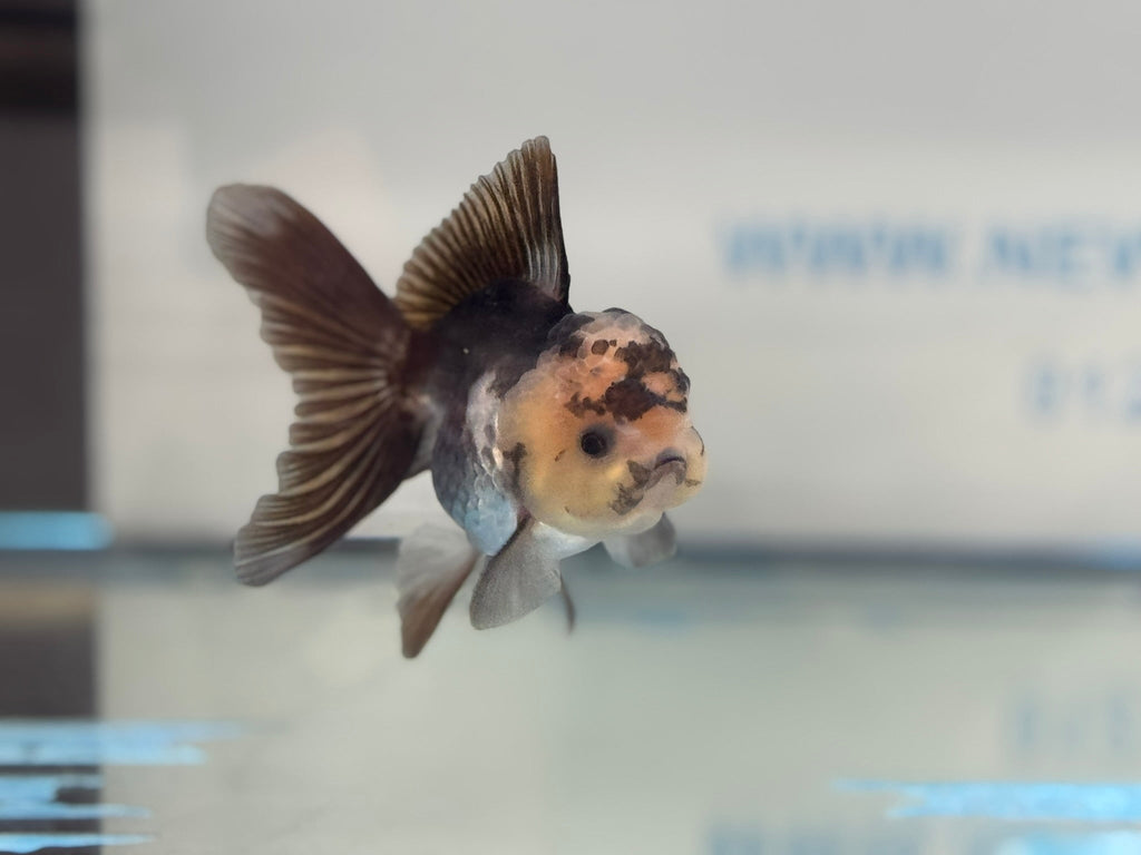 Elite Panda Oranda 9 - 10cm - Newlyn - pets - Newlyn - pets - 