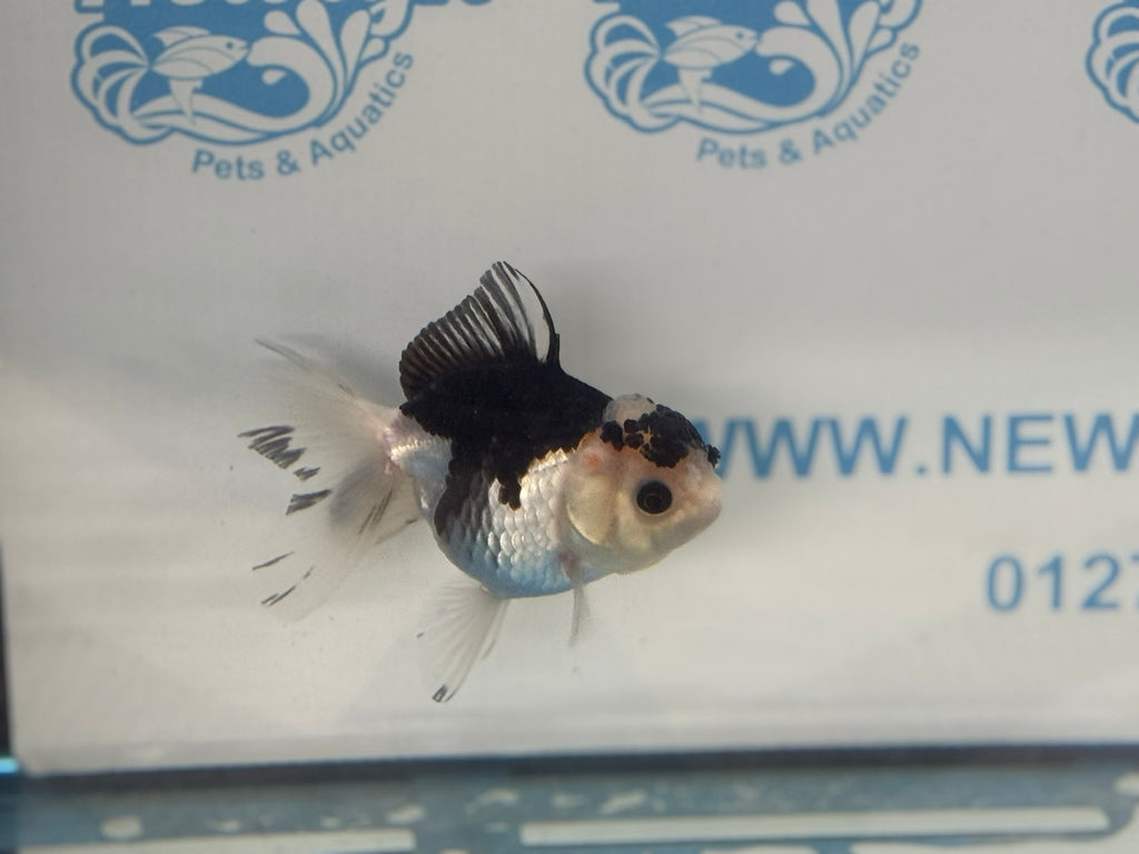 Elite Panda Oranda 9cm - Newlyn - pets - Newlyn - pets - 