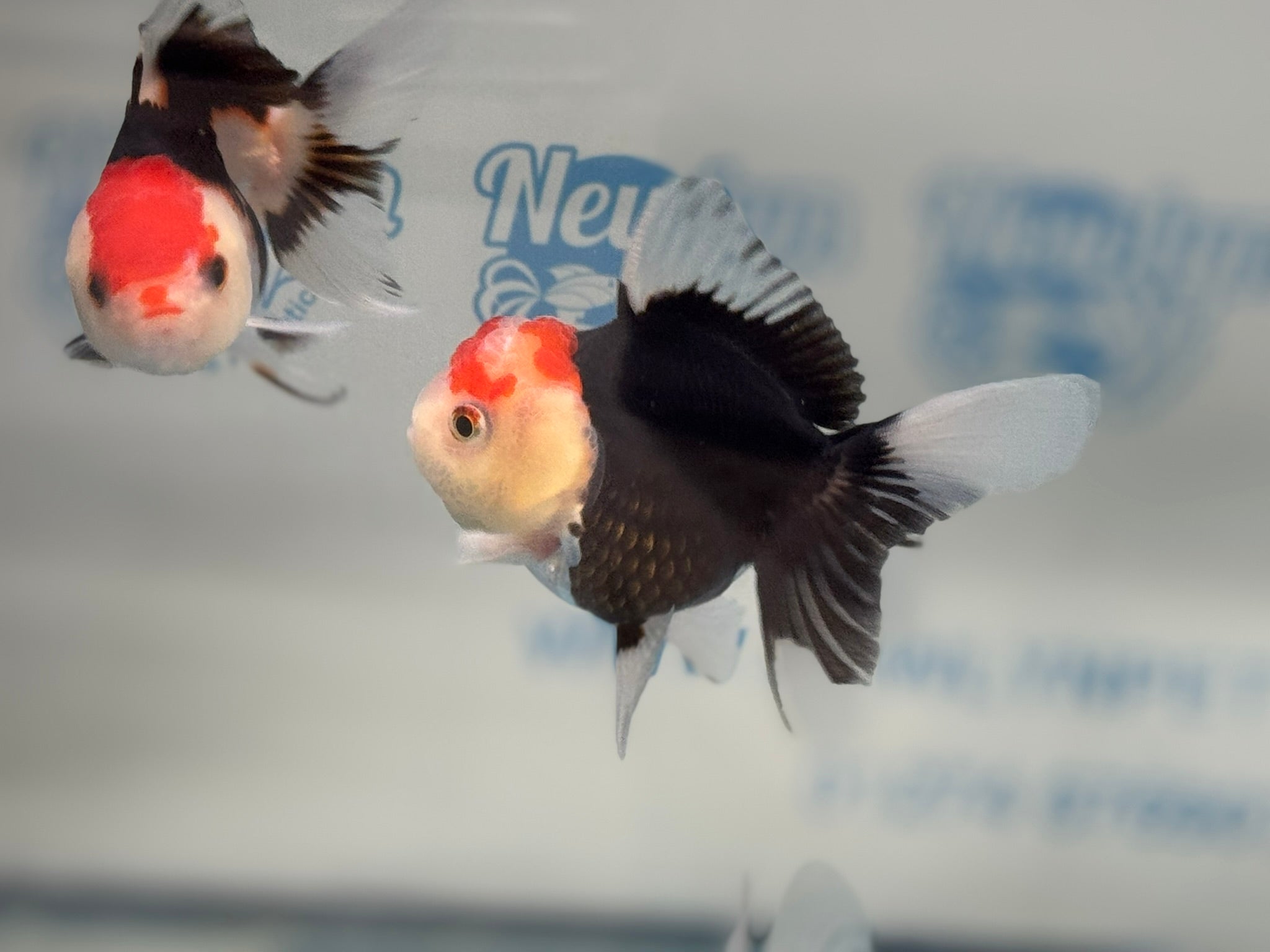 Elite Tri Colour Oranda Fancy Goldfish 8 - 9cm - Newlyn - pets - Newlyn - pets - 