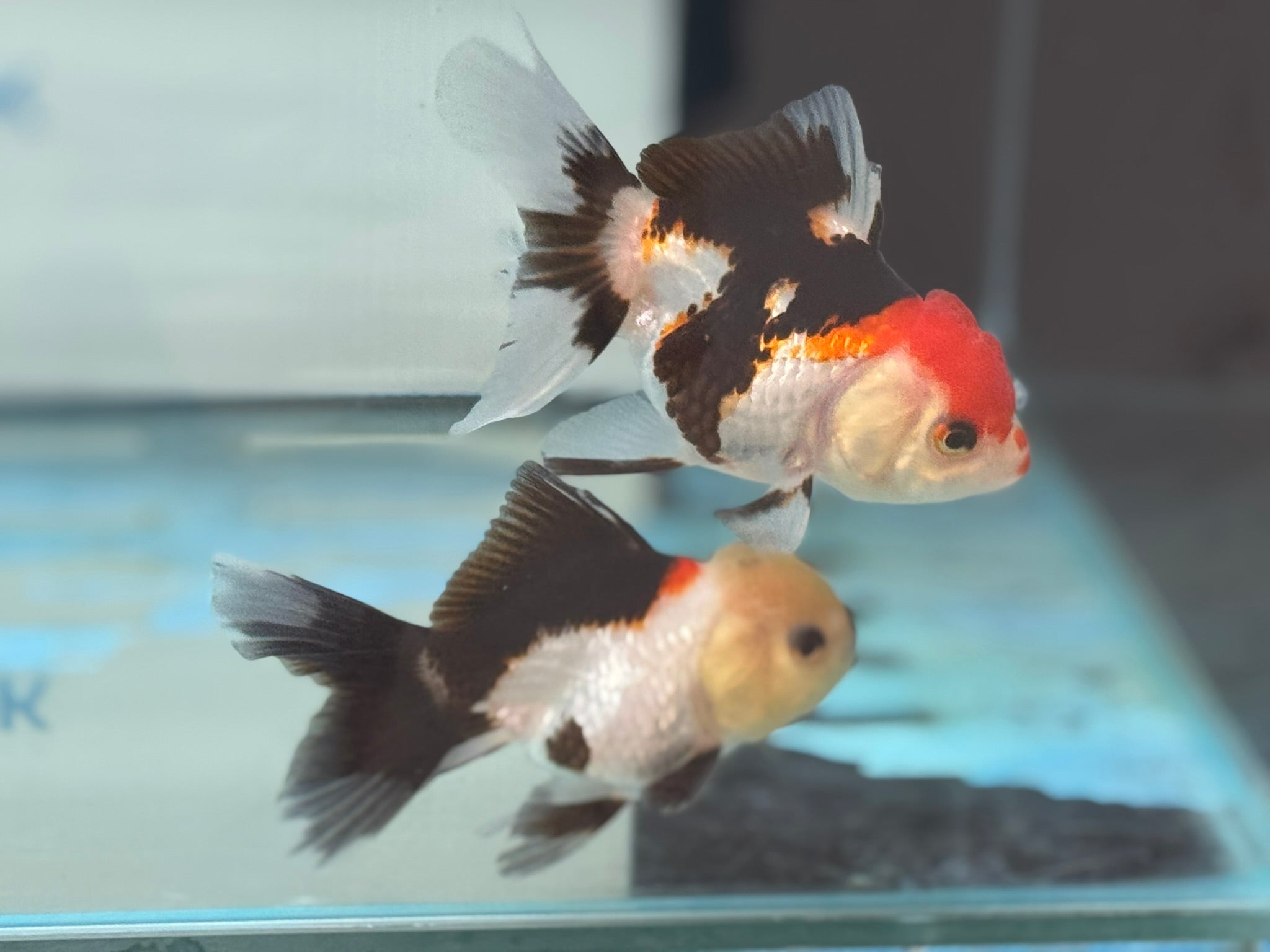 Elite Tri Colour Oranda Fancy Goldfish 8 - 9cm - Newlyn - pets - Newlyn - pets - 