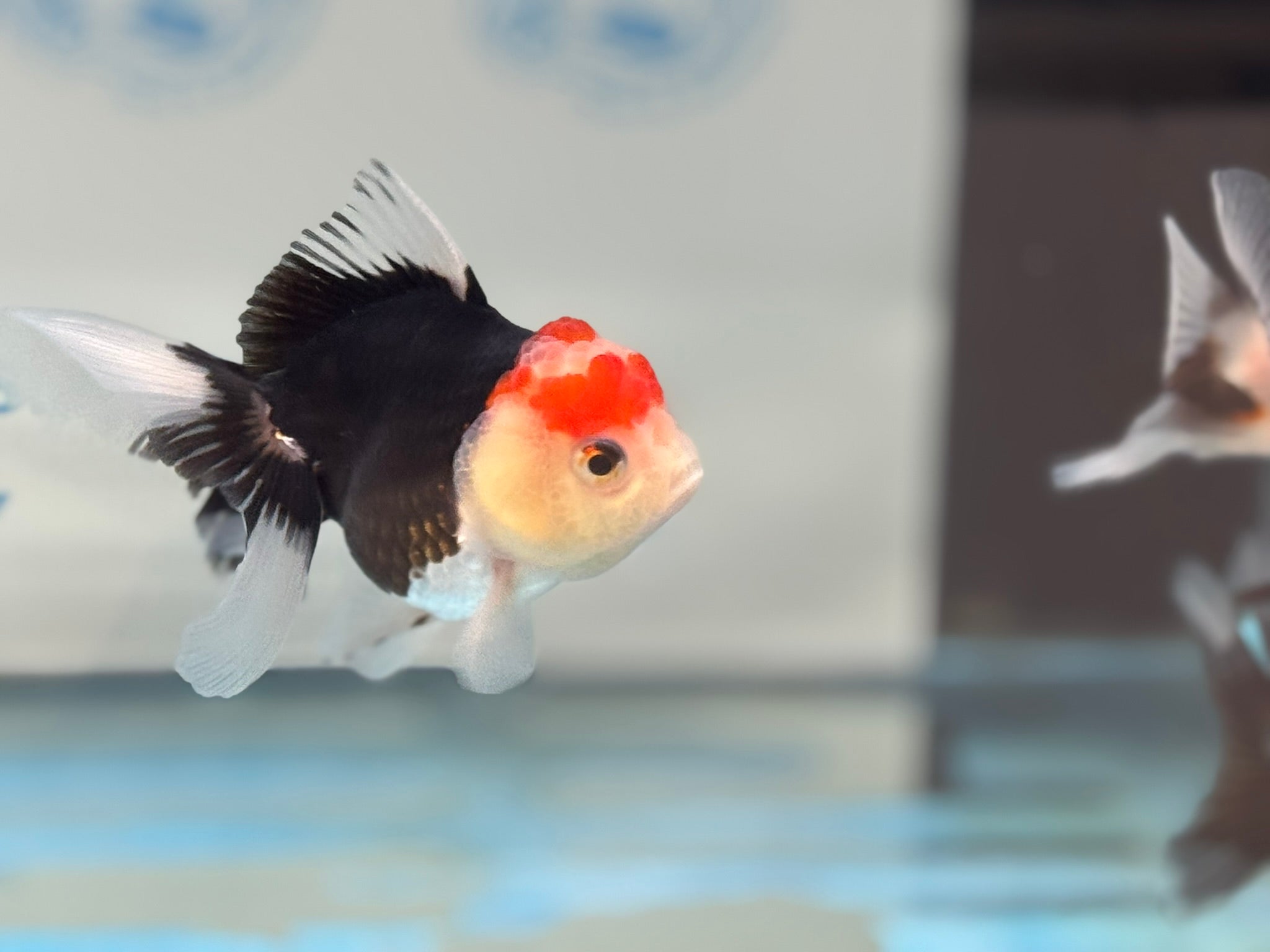 Elite Tri Colour Oranda Fancy Goldfish 8 - 9cm - Newlyn - pets - Newlyn - pets - 
