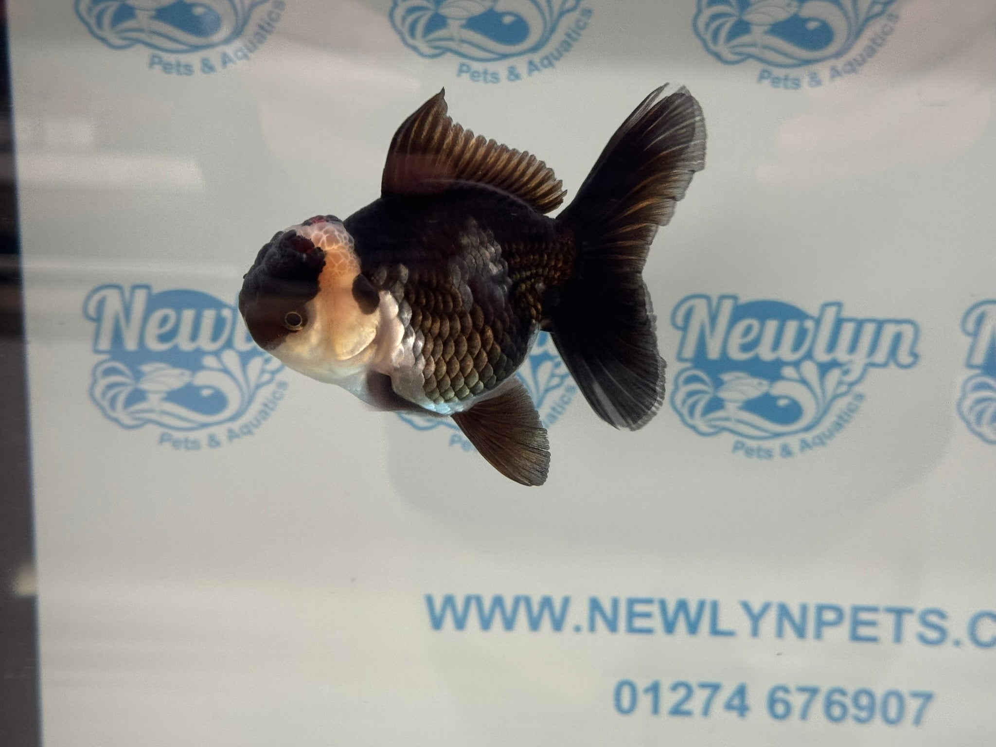 Elite Tri Oranda 10cm - Newlyn - pets - Newlyn - pets - 